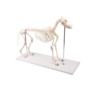 Plastic hondenskelet
