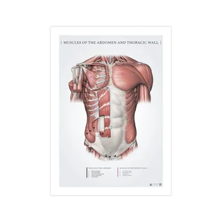 Anatomieposter van de buik- en oppervlakkige borstspieren (50x70 mm)