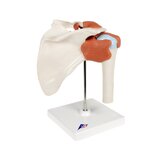 Flexibel schoudermodel met ligamenten en gekleurde gewrichtsvlakken