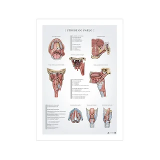 Poster met anatomie van keel en farynx, 50x70 mm