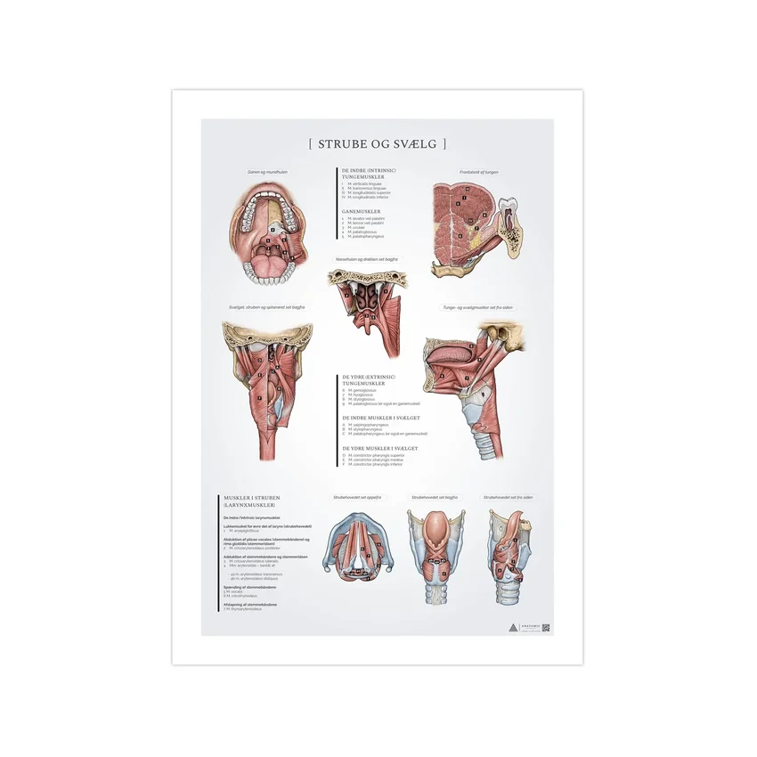 Poster met anatomie van keel en farynx, 50x70 mm