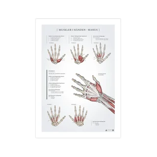 Anatomische poster van de handspieren (50x70 mm)