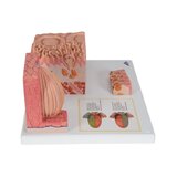 Microanatomie - tong