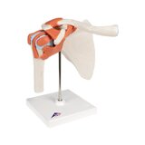 Flexibel schoudermodel met ligamenten en gekleurde gewrichtsvlakken