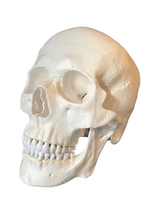 Anatomisch schedelmodel voor volwassenen II
