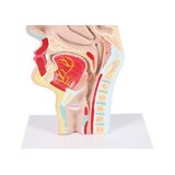 Anatomisch model van mond en keel