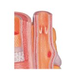 Microanatomie - slagader en ader