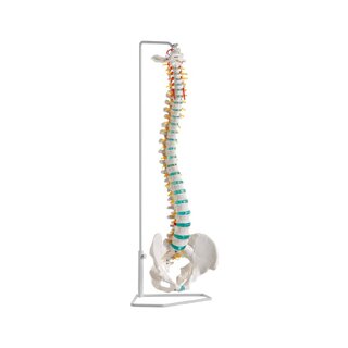 Model van de flexibele wervelkolom