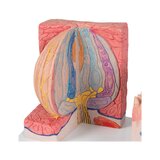 Microanatomie - tong