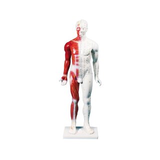 Chinese acupunctuurfiguur, man, 80 cm