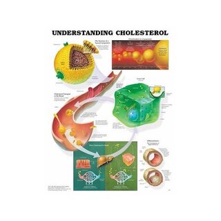 Cholesterol begrijpen gelamineerde poster 51x66 cm