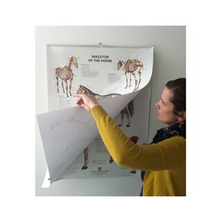 6 paardenposters in flipoverformaat