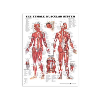 Vrouwelijke spieren - Anatomieposter 51x66 cm