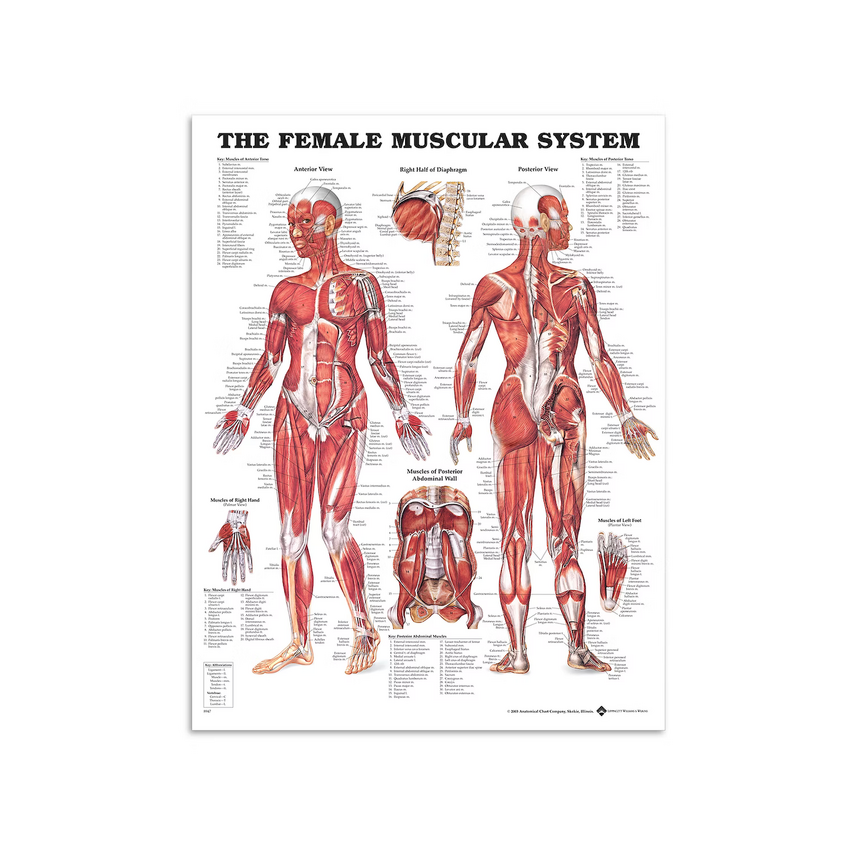 Vrouwelijke spieren - Anatomieposter 51x66 cm