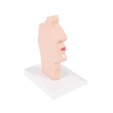 Anatomisch model van mond en keel