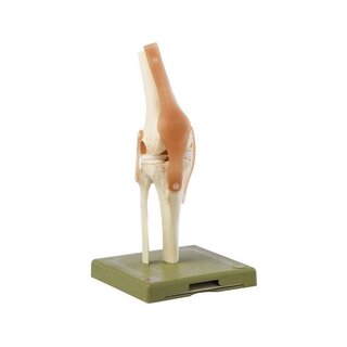 Functioneel kniegewricht