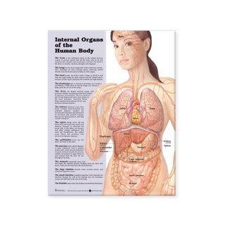 Gelamineerde poster met inwendige organen (Engels)