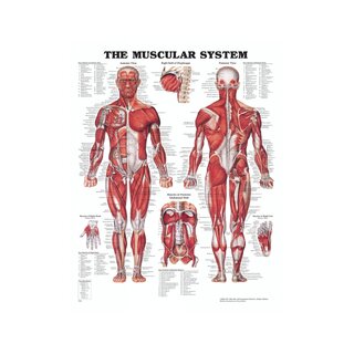 Anatomiebord - Spieren (Het spierstelsel)
