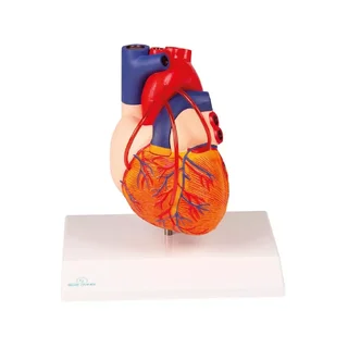 Hart met bypass