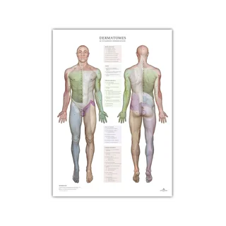 Dermatomen en huidinnervatiegebieden - poster 50x70 cm