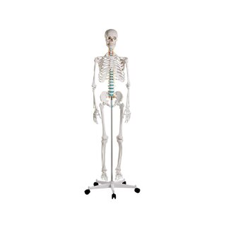 Didactisch menselijk skeletmodel