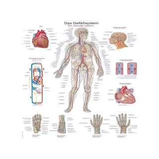 Poster van het vaatstelsel, 50x70 cm