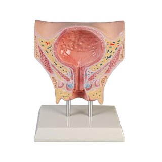 Anatomisch model van de vrouwelijke blaas