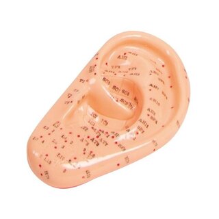 Acupunctuurmodel Oor 22 cm