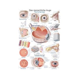 Poster Het menselijk oog, 50x70cm