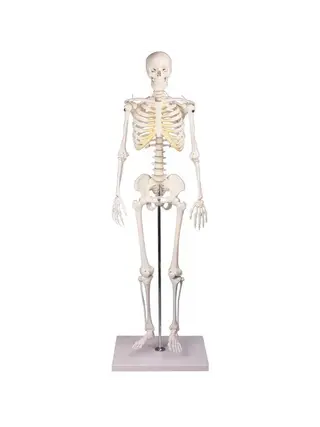 Miniatuur skelet 80cm - Leeg