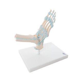 Voetskelet met ligamenten