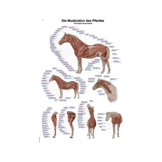 Paardenmusculatuur 50x70 cm poster