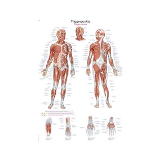Triggerpointsbord, 2 maten