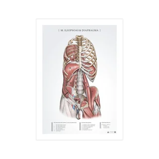 Anatomieposter - Iliopsoas en middenrif