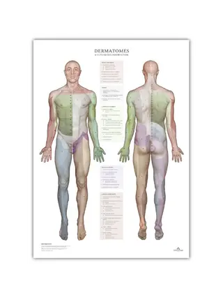 Dermatomen en huidinnervatiegebieden