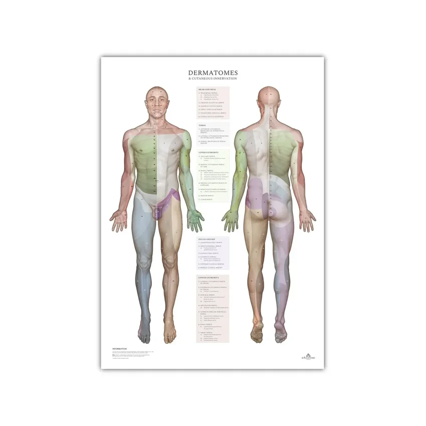 Dermatomen en huidinnervatiegebieden