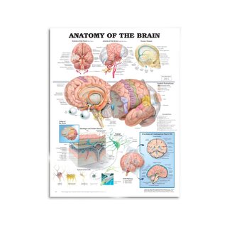 Poster van de hersenanatomie