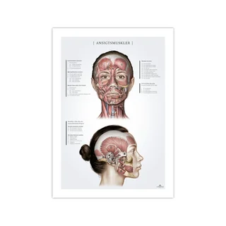 Anatomische poster van de gezichtsspieren van vrouwen, 50x70 mm