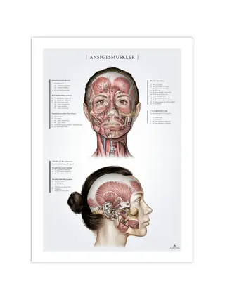 Anatomische poster van de gezichtsspieren van vrouwen, 50x70 mm