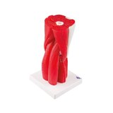 Kniemodel met spier in 12 delen