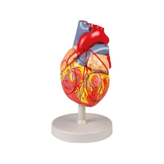 Hart met bypass, 2x natuurlijke grootte, 4 delen