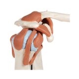 Flexibel schoudermodel met ligamenten en gekleurde gewrichtsvlakken