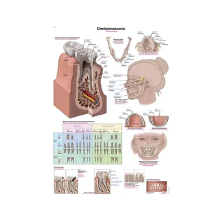 Poster Tandheelkundige Anatomie 50x70cm