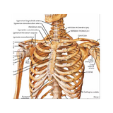 Skeletposter puur Latijn 51x67 cm