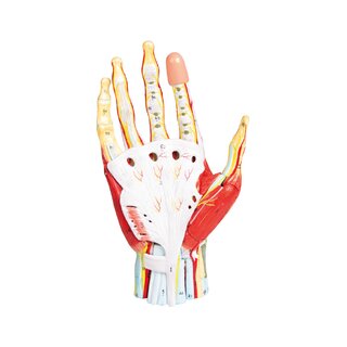 Handmodel in 7 delen