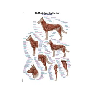 Hondenspierstelsel 50x70cm poster