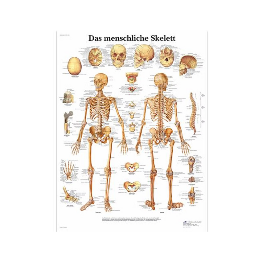 Skeletposter puur Latijn 51x67 cm