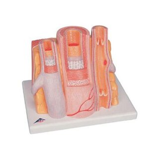 Microanatomie - slagader en ader