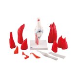 Kniemodel met spier in 12 delen