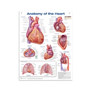 Anatomie van het hart poster in hoogglans PET-kunststoffolie Engels (Anatomie van het hart)